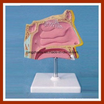 Human Nose Anatomic Model